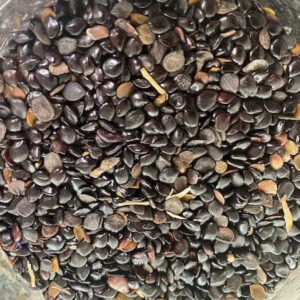 Nigelle (Habba Sawda) 100g